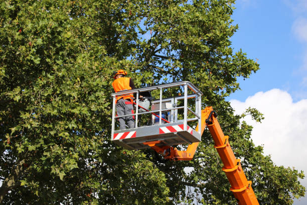 How Our Tree Care Process Works  in Myrtletown, CA